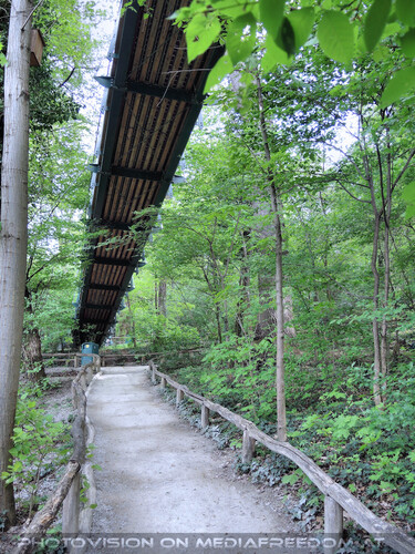 Unter dem Baumkronenpfad