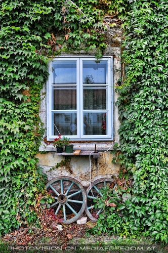 Zugewachsenes Fenster