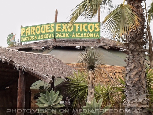 Exotische Pflanzen 01