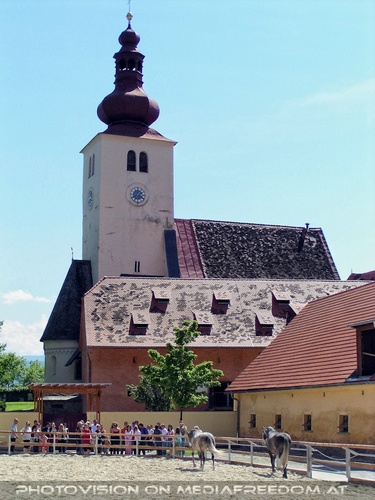 Im Lipizzanergest�t 06