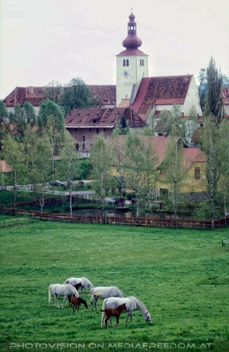 Auf der Weide 15: Lipizzaner