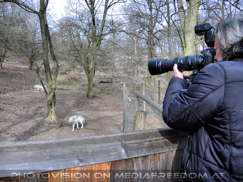 Wolf Science Center 32