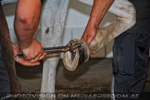 Lipizzaner Heimat 12