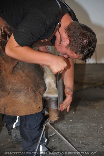 Lipizzaner Heimat 13