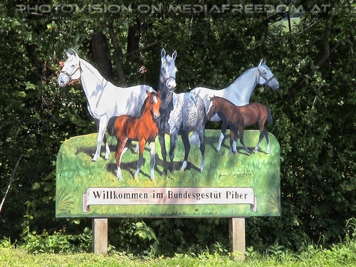 Im Lipizzanergest�t 01