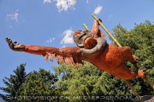 Die Orang-Utans 01