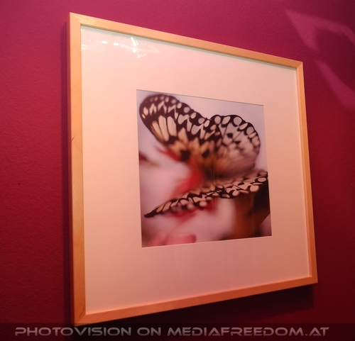 Muse Manu Island 01 Mariposa