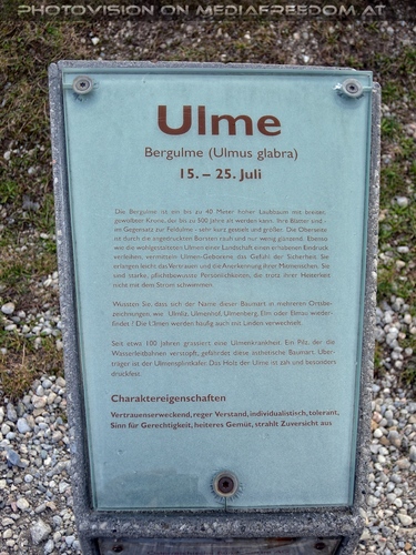 Evas Lebens Bergulme