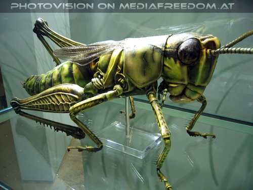 Heuschrecken Attrappe