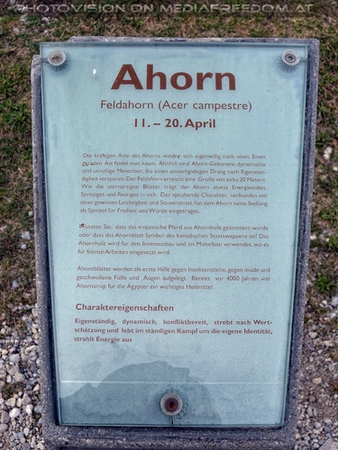 Mein Lebens Feldahorn