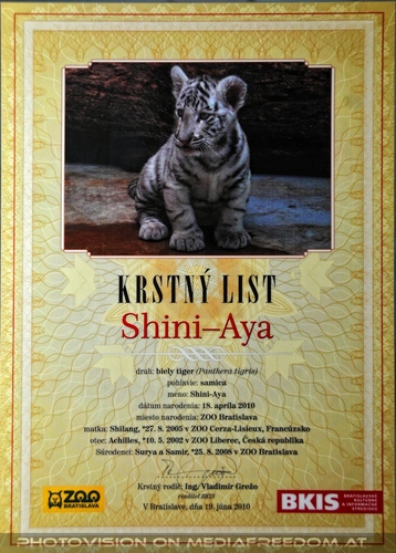 Wei�er Tiger Nachwuchs 01: Shini-Aya