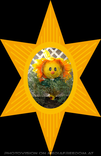 Sonnenblume