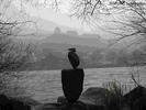 Steinvogel am Neckar