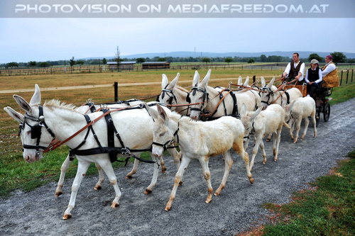 Wei�es Eselgespann 5: Lukas Svoboda