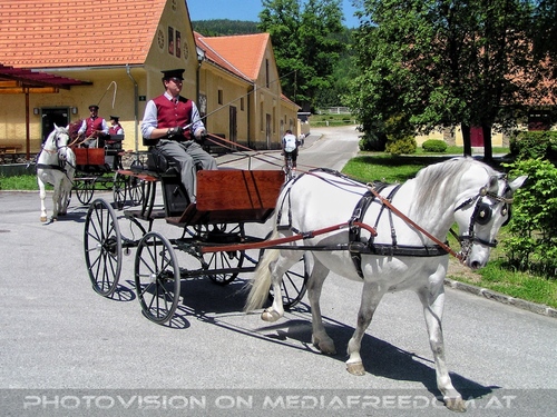 Die Lipizzaner Pr�sentation 01