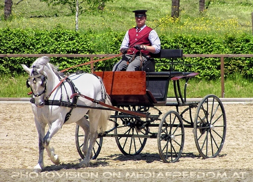 Die Lipizzaner Pr�sentation 02