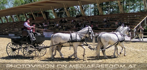 Die Lipizzaner Pr�sentation 15