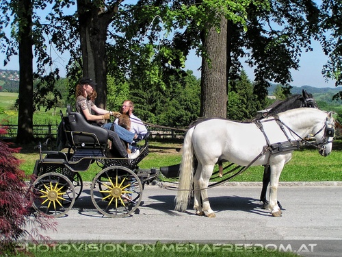 Im Lipizzanergest�t 22