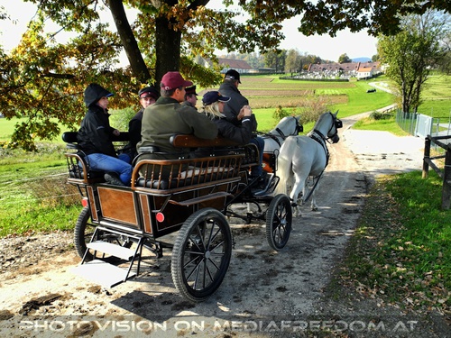 Lipizzaner Kutschenfahrt