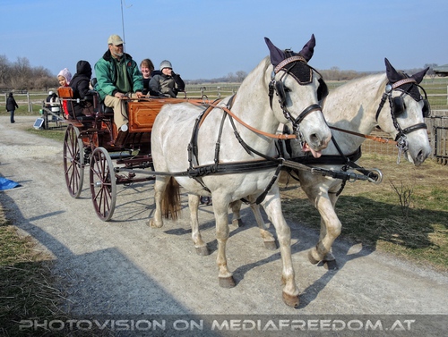Schimmel Kutschenfahrt