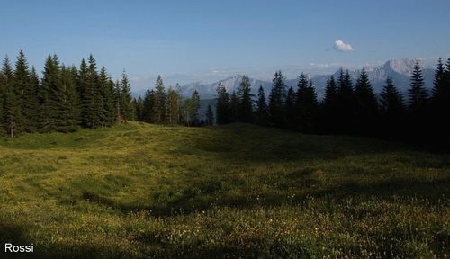Sommer auf der Alm