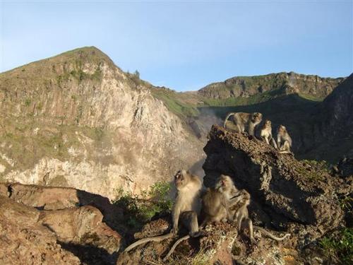 Affen vor dem Vulkankrater