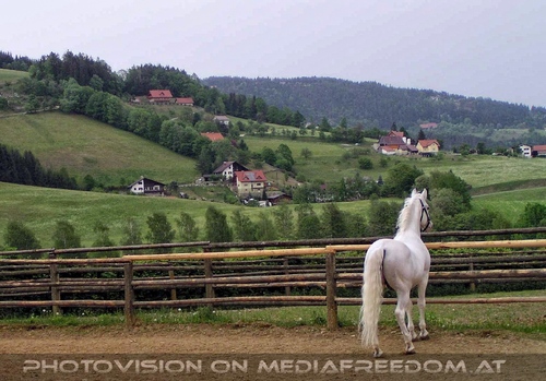 Lipizzanergest�t 05