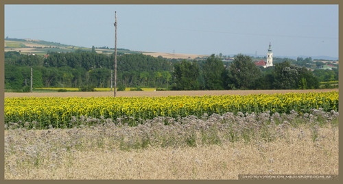 Baumgarten am Wagram - Felder