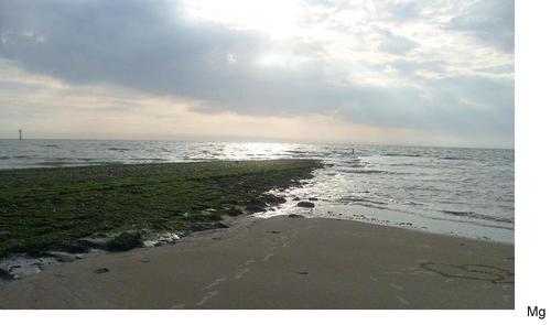 Strand in Noordholland
