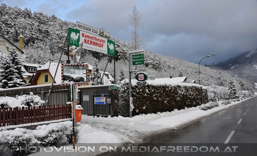 Akim, C�sar und Baghira im Schnee - Pix 01