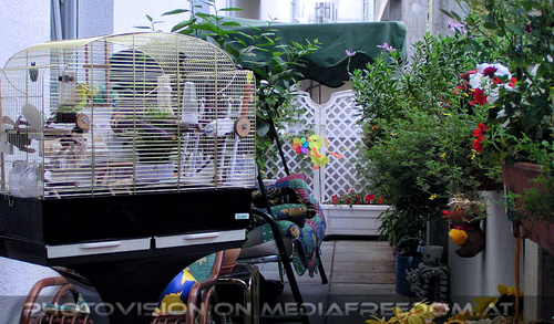 Sittich Liebe 2: Speedy,Niki