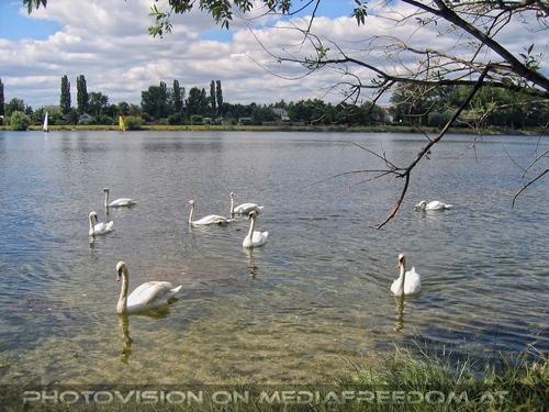 Alte Donau mit Schw�nen