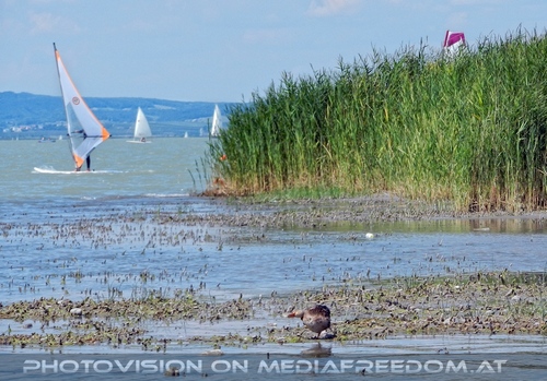 Am Meer der Wiener 09