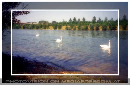 Schw�ne auf der neuen Donau