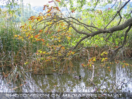 Schilfteich mit Enten