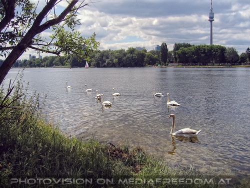 Schw�ne - alte Donau