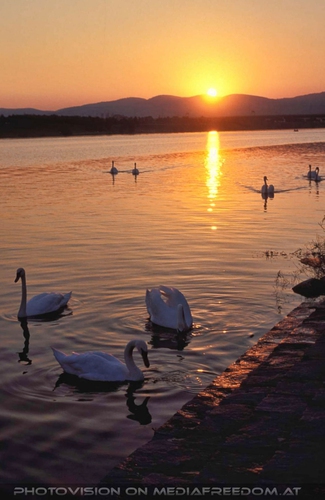 Sundown with swans
