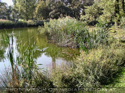 Teich mit Schilf