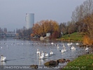 Schw�ne und Floridotower