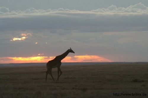 Sonnenaufgang in Kenia