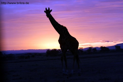 Giraffe vor Sonnenuntergang in der Masai-Mara
