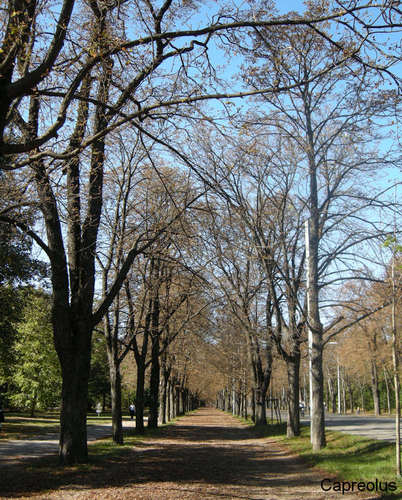Allee im Herbst