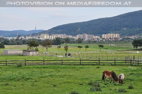 Pferdeweide mit Blick auf Bratislava