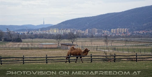 Kamelblick nach Bratislava