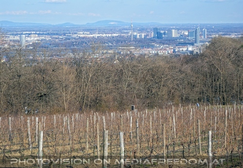 Weinreben �ber Wien