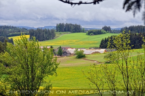 F�r vier Pfoten 20