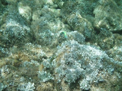 Schnorcheln im kretischen Meer Teil 2