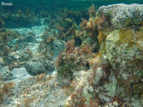 Sch�nheit unter Wasser