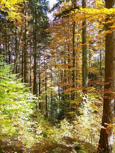 Die Farben des Herbst, Teil 5