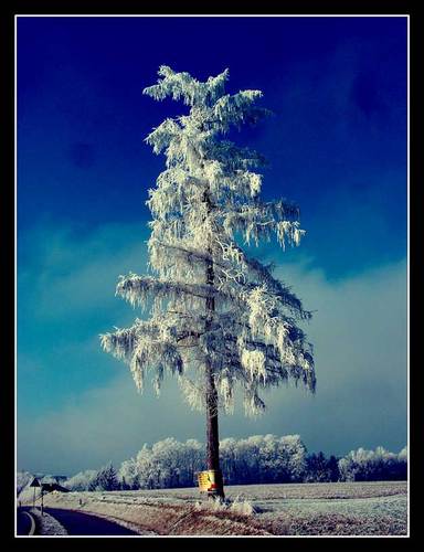 Schnee & Eis: B�ume